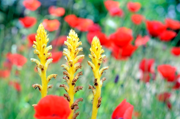 Polne kwiaty: Orobanche sp, roślina pasożytnicza otoczona makami