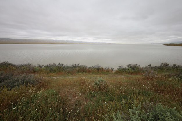 Polne kwiaty w Carrizo Plain National Monument i Soda Lake