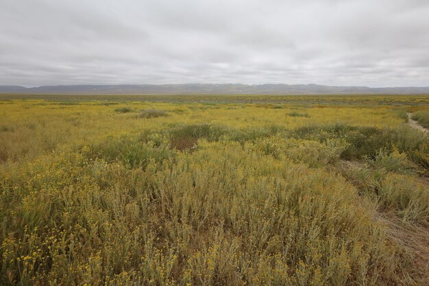 Polne kwiaty w Carrizo Plain National Monument i Soda Lake