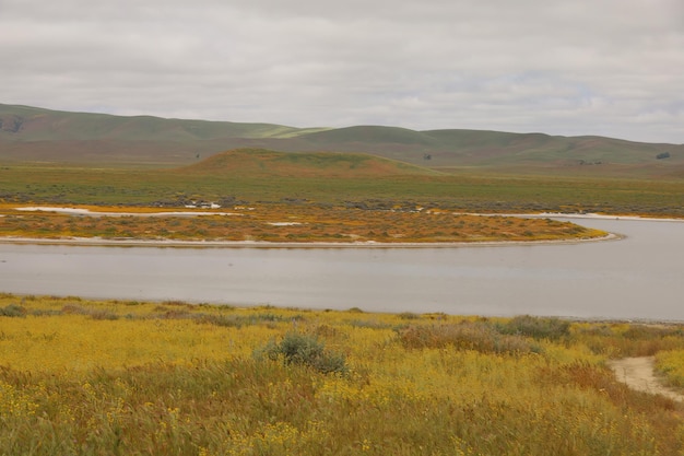 Polne kwiaty w Carrizo Plain National Monument i Soda Lake