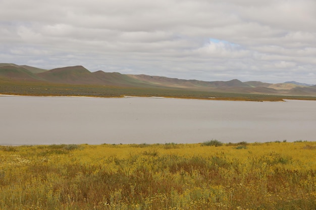 Polne kwiaty w Carrizo Plain National Monument i Soda Lake