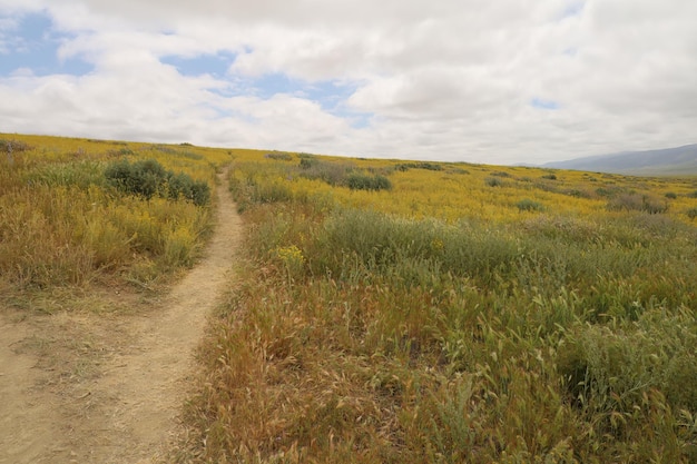 Polne kwiaty w Carrizo Plain National Monument i Soda Lake