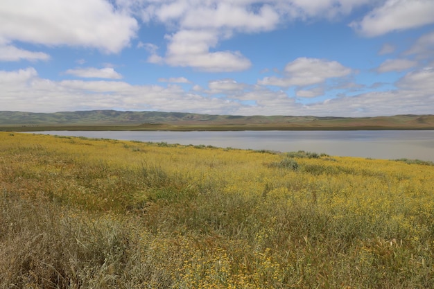 Polne kwiaty w Carrizo Plain National Monument i Soda Lake