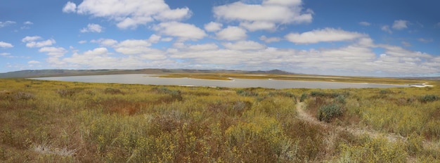 Polne kwiaty w Carrizo Plain National Monument i Soda Lake