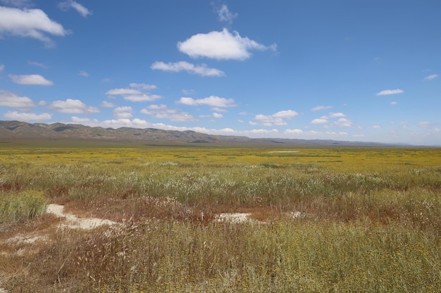 Polne kwiaty w Carrizo Plain National Monument i Soda Lake