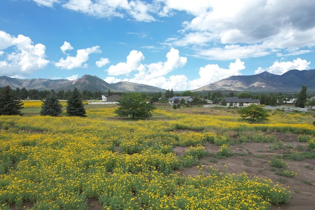 Polne kwiaty wokół Flagstaff Arizona