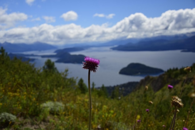 Polne różowe kwiaty z jeziorami w tle San Carlos de Bariloche Argentyna