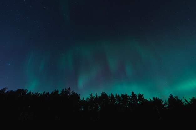 Zdjęcie północne światła nad lasem nocnej sceny przyrody estonii w kaberneeme