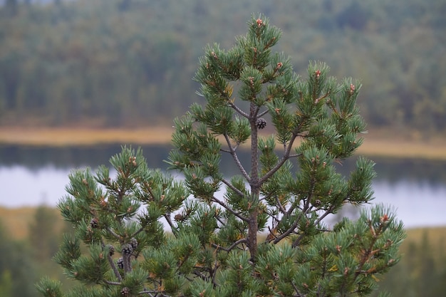 Północny las piękna niesamowita przyroda