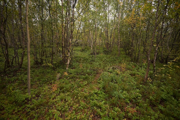 Północny las piękna niesamowita przyroda