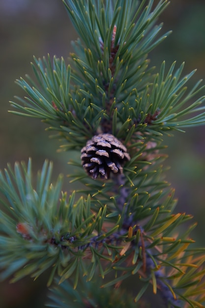 Północny las piękna niesamowita przyroda