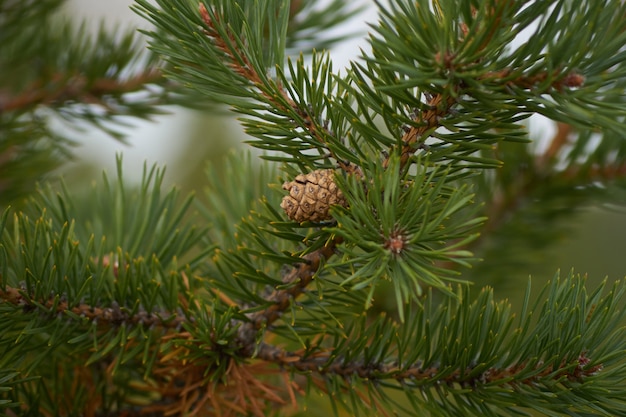 Północny las piękna niesamowita przyroda