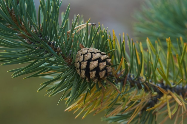 Północny las piękna niesamowita przyroda