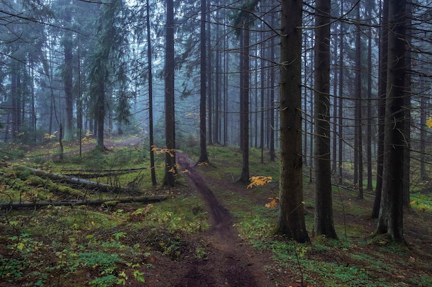 Północny mistyczny mglisty las w jesienny wieczór