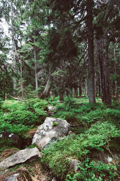 Północny skandynawski las sosnowy Szwecja naturalne podróże na zewnątrz vintage hipster tło