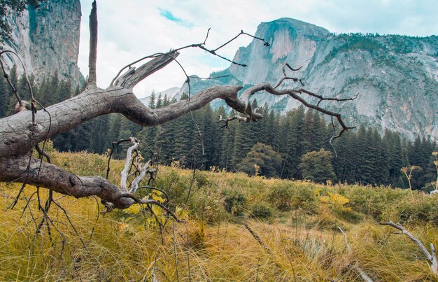 Zdjęcie połowa kopuły w dolinie yosemite