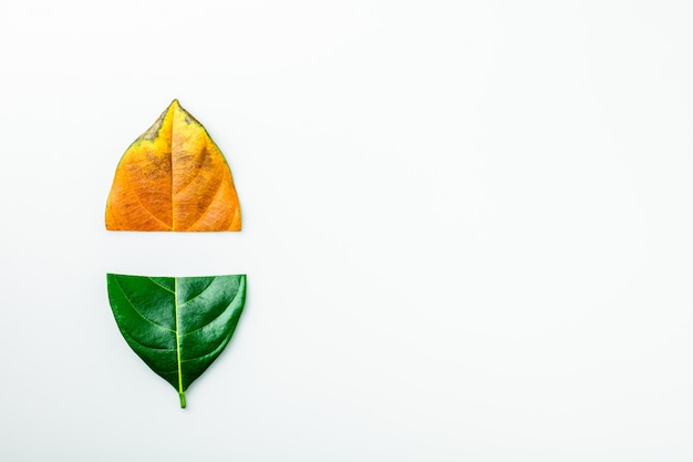 Zdjęcie połówka zieleni i brązu susi liście na białym tle.