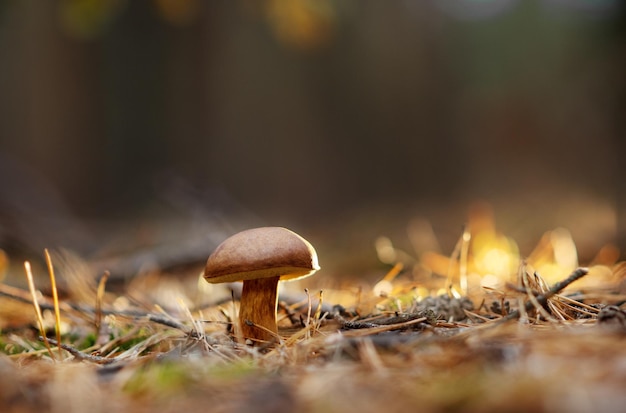 Polski grzyb w zbliżeniu lasu Grzyby leśne Grzyby w środowisku naturalnym Makro