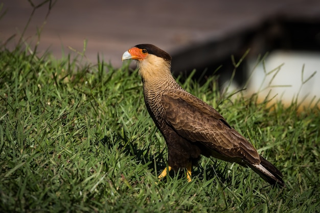 Zdjęcie południowa caracara