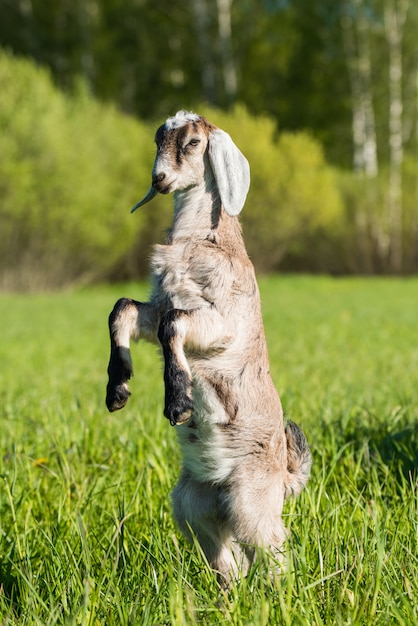 Zdjęcie południowoafrykański koza burska doeling portret na charakter