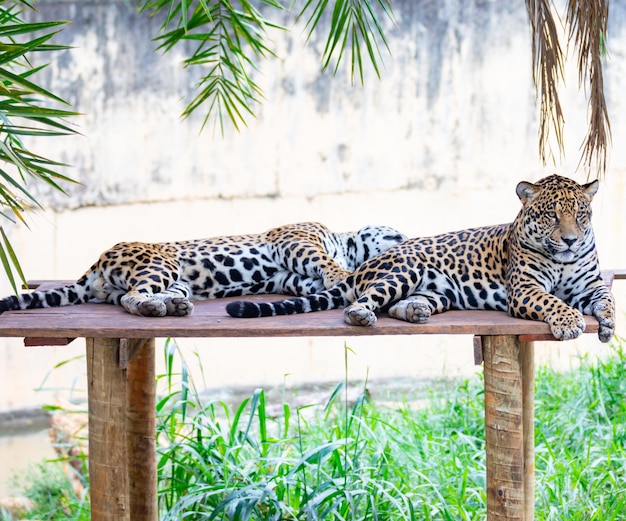 Południowoamerykański jaguar Panthera onca Tropikalny kot