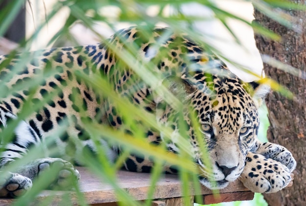 Południowoamerykański jaguar Panthera onca Tropikalny kot