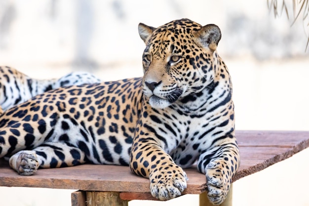 Południowoamerykański jaguar Panthera onca Tropikalny kot