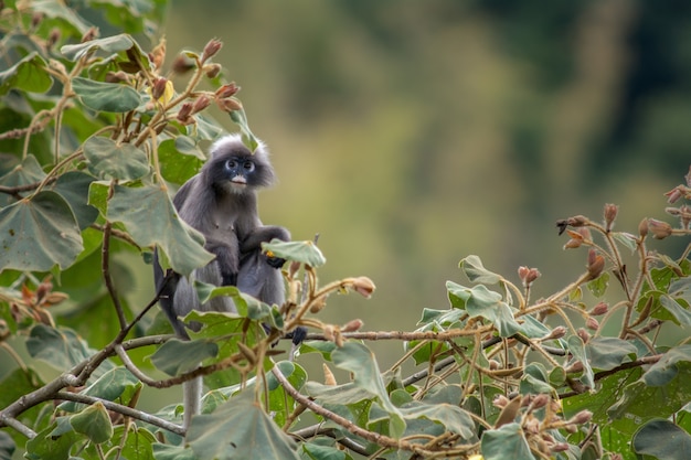 Południowy Langur spectacled