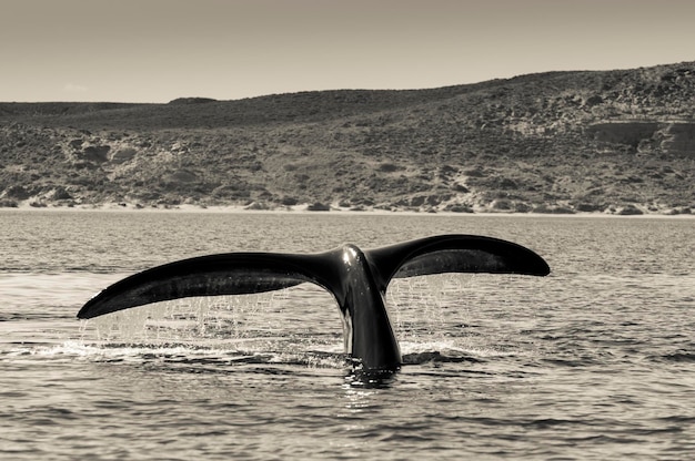 Południowy ogon wieloryba biskajskiego Półwysep Valdes Patagonia Argentina