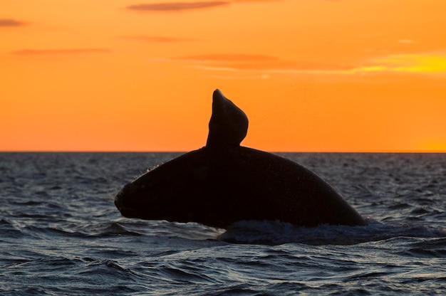 Zdjęcie południowy wieloryb skakający półwysep valdes patagonia argentyna