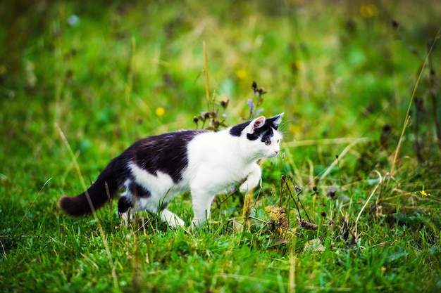 Polujący kot skaczący przez trawę