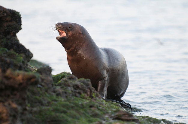 Półwysep Baby południowoamerykańskiego lwa morskiego Valdes Prowincja Chubut Patagonia Argentyna