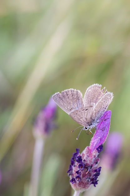 Polyommatus Icarus