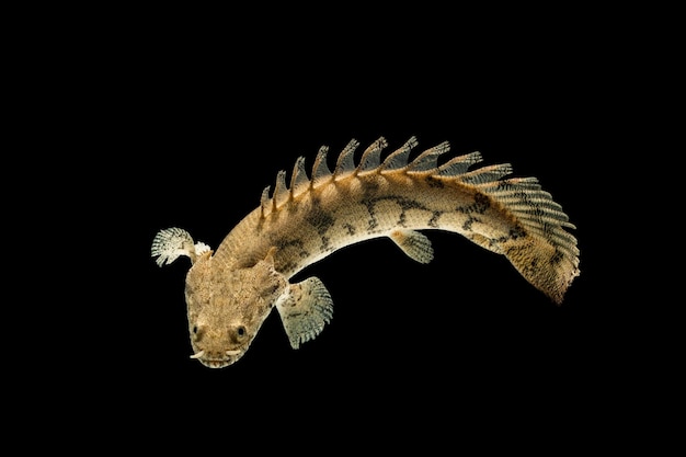Zdjęcie polypterus endlicheri bichir ryba na czarnym tle