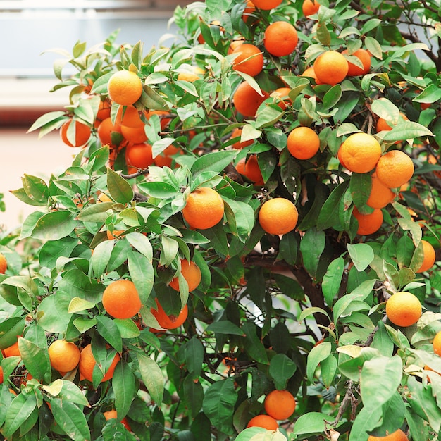 Pomarańcze na drzewach na ulicach Aten