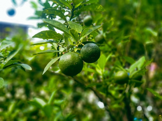 pomarańcze owoce na drzewie tekstura tło natura i tapeta