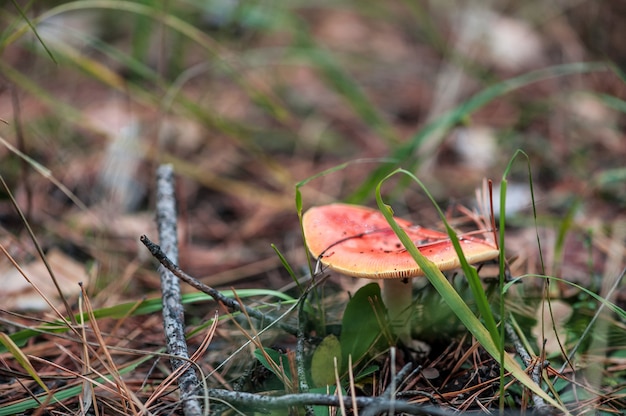 Pomarańczowa jadowita pieczarka w sosnowym lesie w jesieni