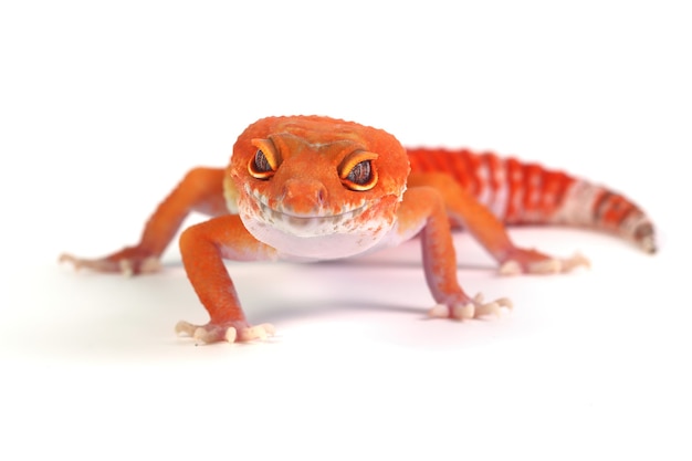 Pomarańczowa jaszczurka gecko na białym tle