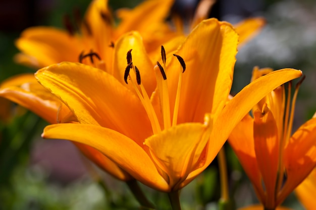 Zdjęcie pomarańczowa lilia z bliska latem, kwitnące kwiaty lilii latem