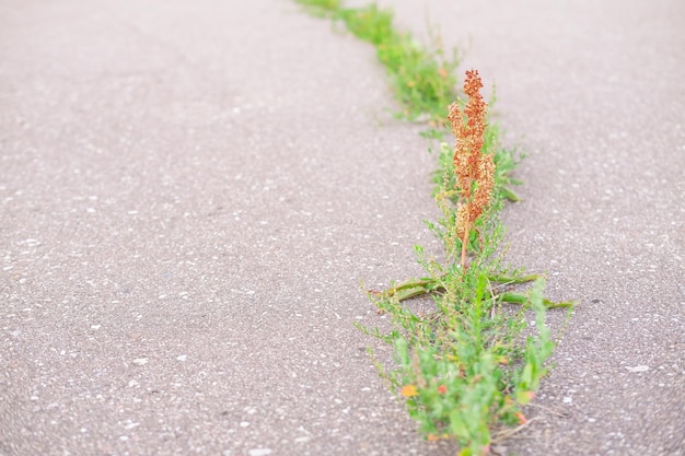 Zdjęcie pomarańczowa mała roślina i zielona trawa rosną w pęknięciach szorstkiego asfaltu na pasku jako tło