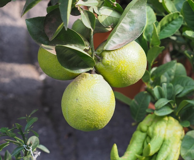 Pomarańczowa roślina Citrus Sinensis z owocami