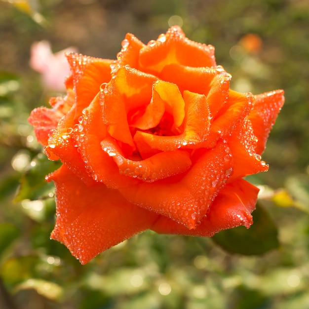 Pomarańczowa róża i rosa.