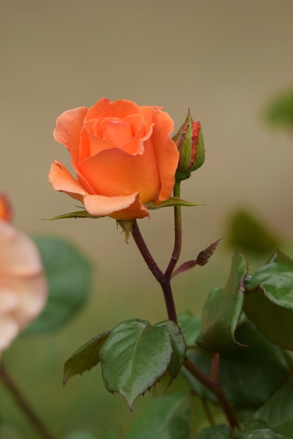 Pomarańczowa róża w ogrodzie