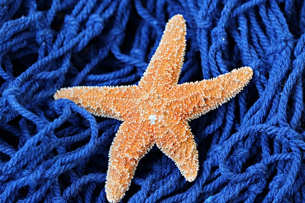 Pomarańczowa rozgwiazda w błękitnym nautycznym sprzęcie