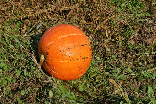 Pomarańczowa tykwa rosnąca w ogrodzie warzywnym na wsi