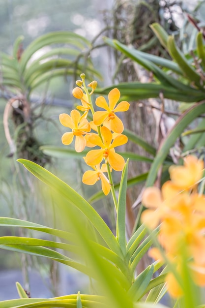 Pomarańczowa, Żółta Mokara orchidea w gospodarstwie rolnym.