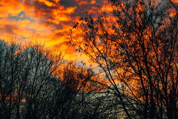 Pomarańczowe chmury w zimowym zachodzie słońca przez gołe gałęzie drzew