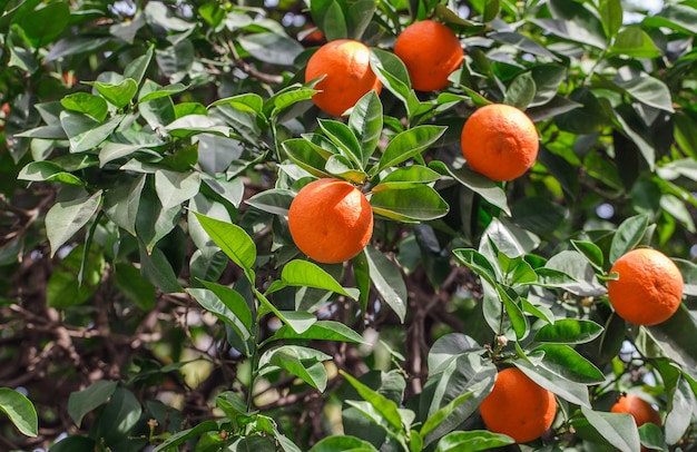 Pomarańczowe cytrusy dojrzewają na drzewie wśród zielonych liści