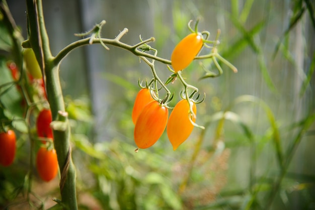 pomarańczowe dojrzałe długie pomidory czereśniowe rosnące na gałęzi w szklarni. Zbiory warzyw domowych