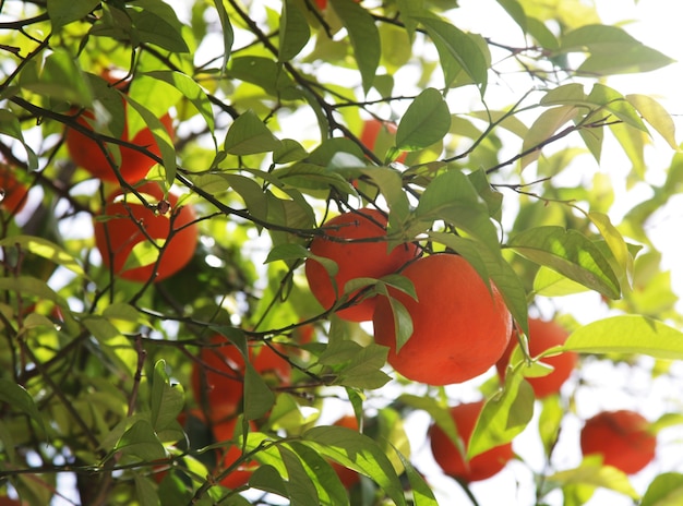 Pomarańczowe drzewo na greckiej ulicy